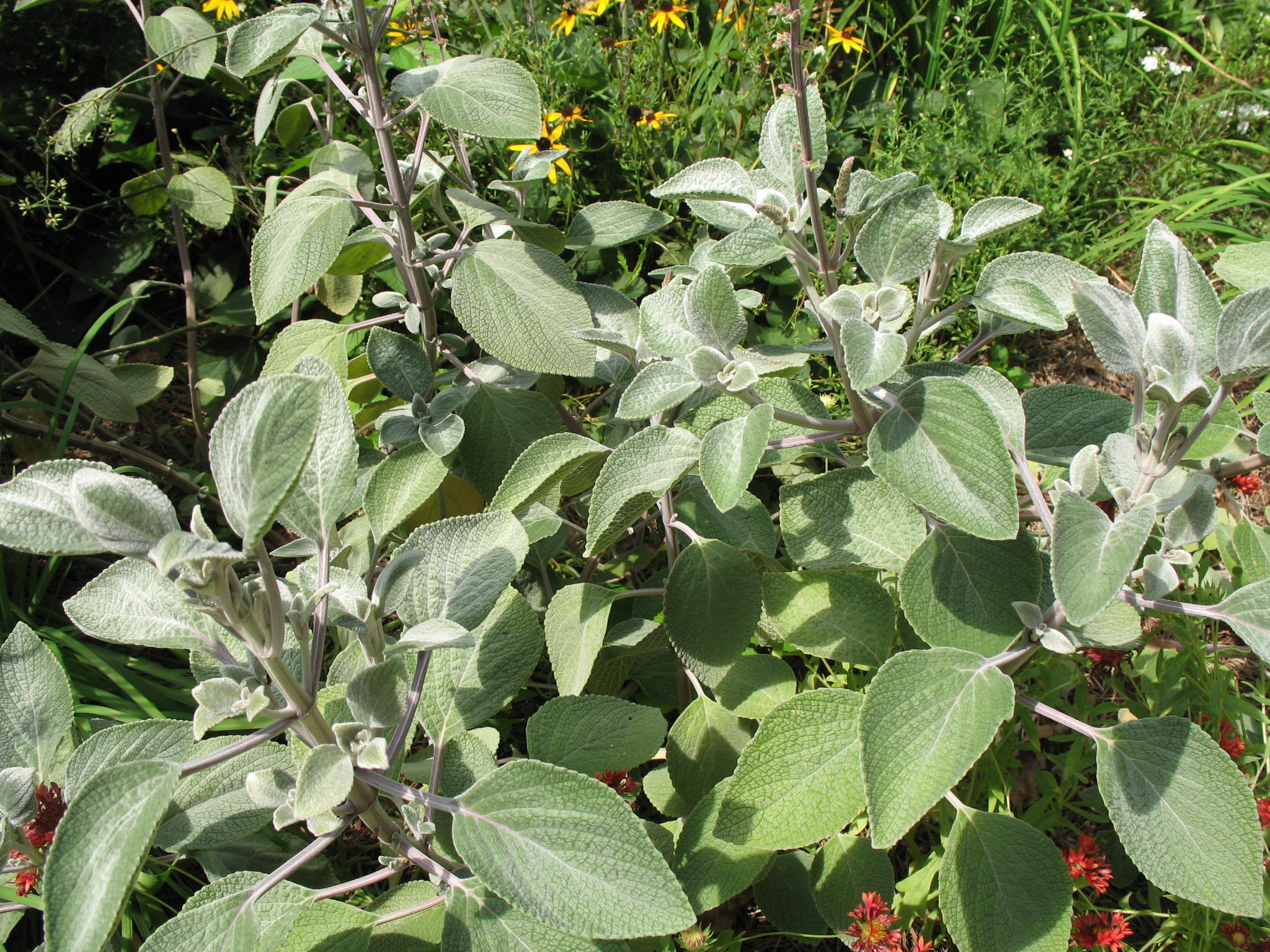 online-plant-guide-plectranthus-argentea-silver-shield-silver